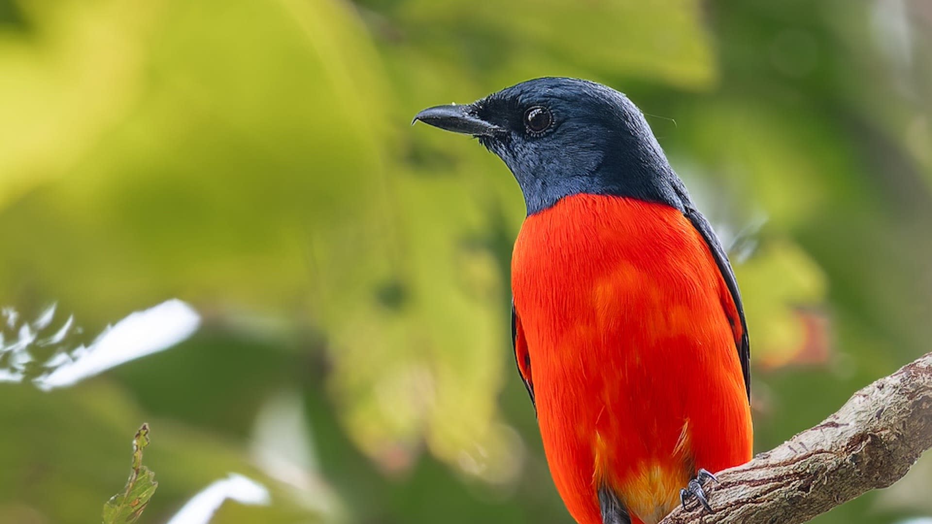Minivets: Small, Ember Birds of Tropical Forests