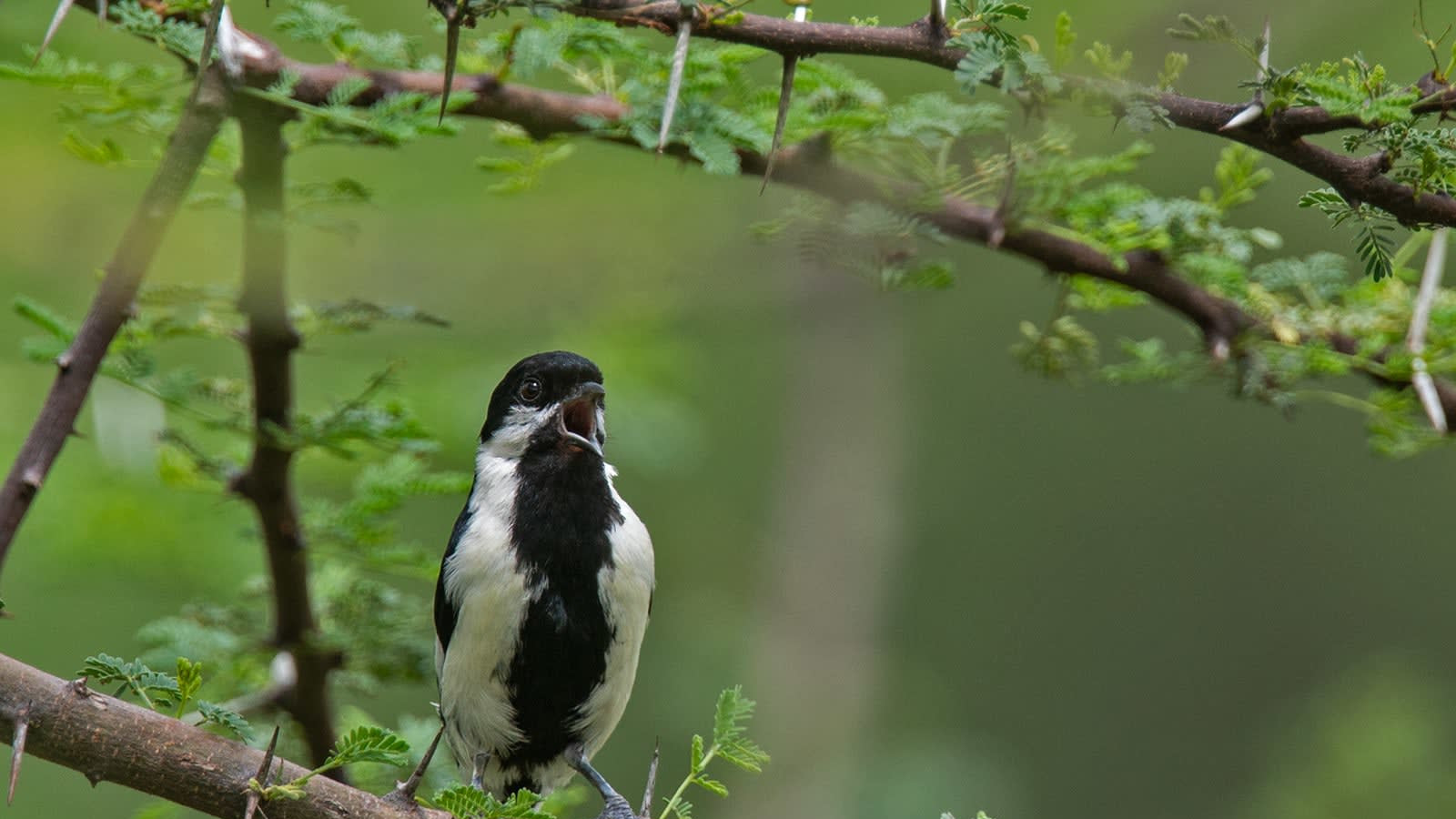 White-naped Tit: Whistler in the Bush