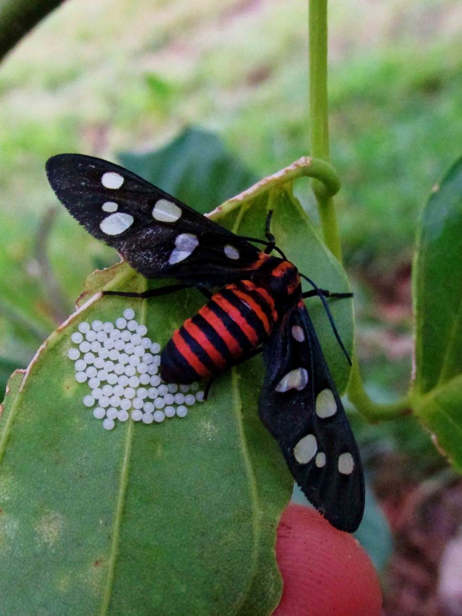Butterfly laying eggs