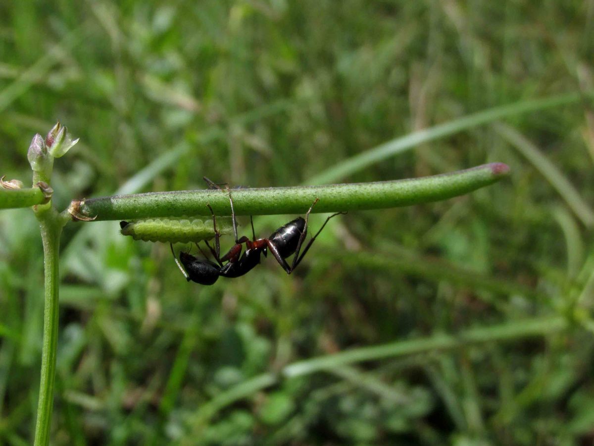 The Indian bully ant and the caterpillar of the gram blue butterfly share a symbiotic relationship