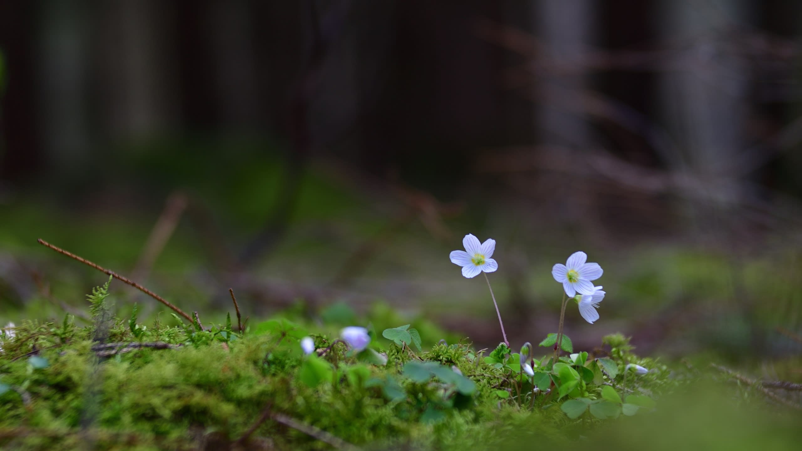 EOL Guide: Green Burial