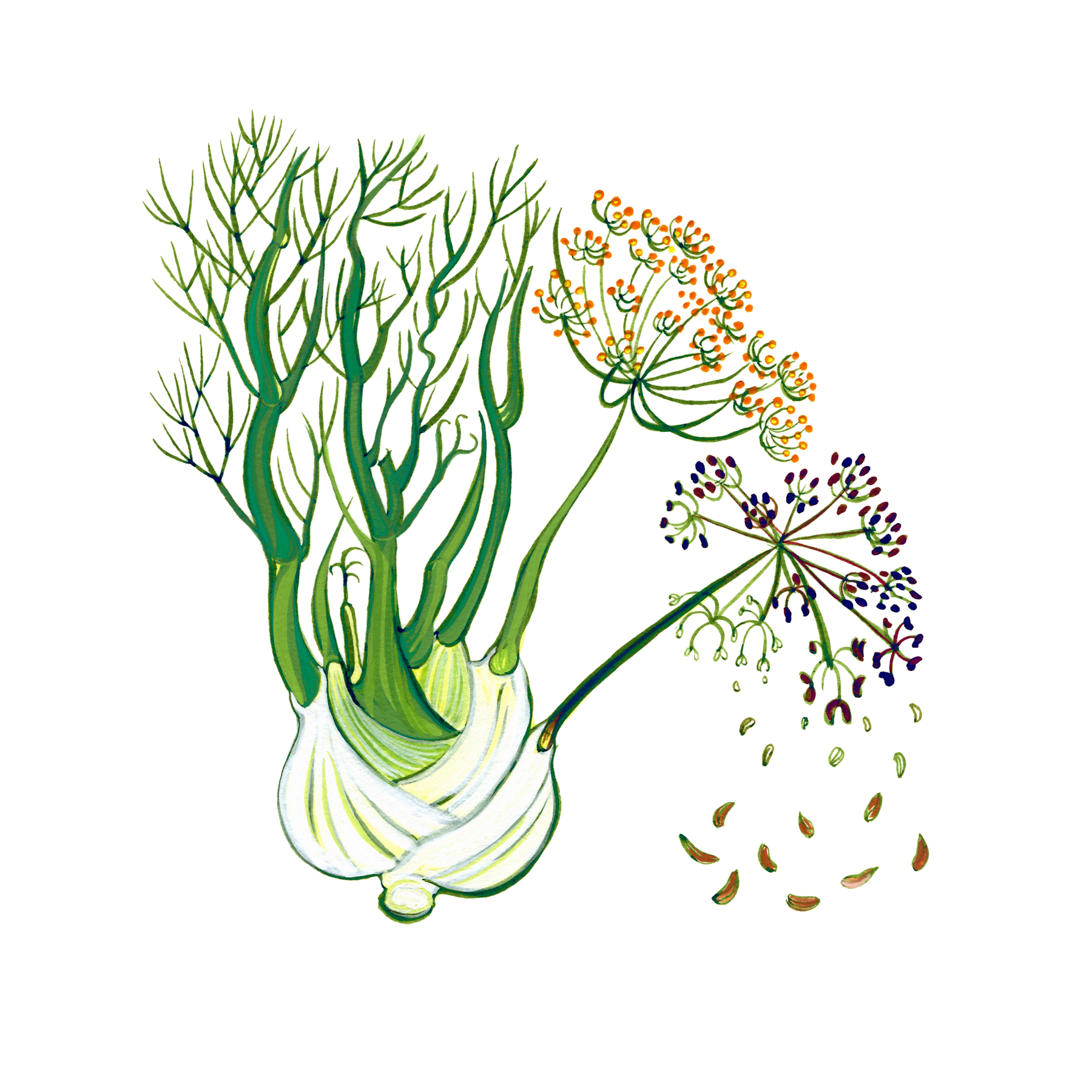 Fennel