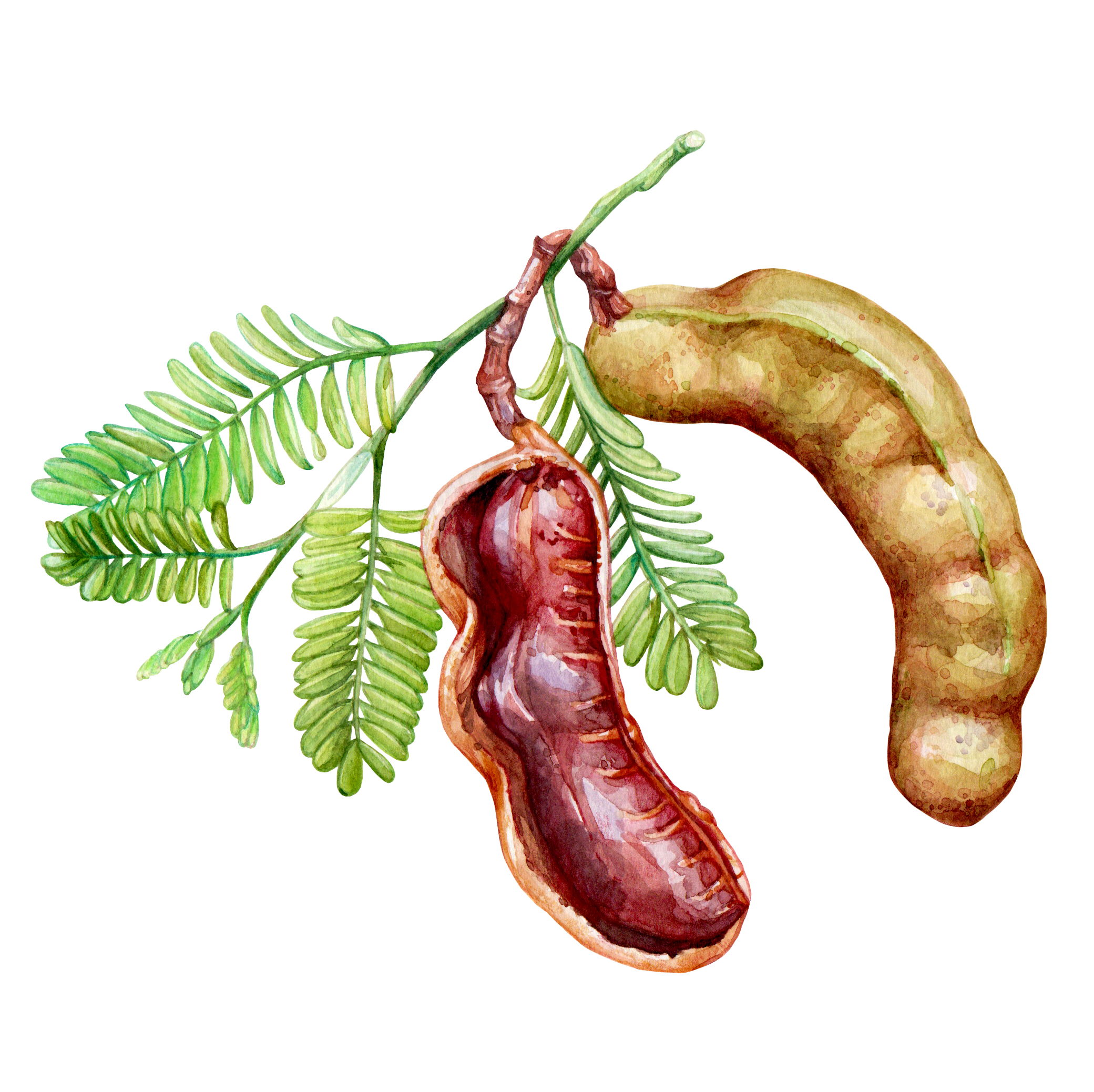 Tamarind