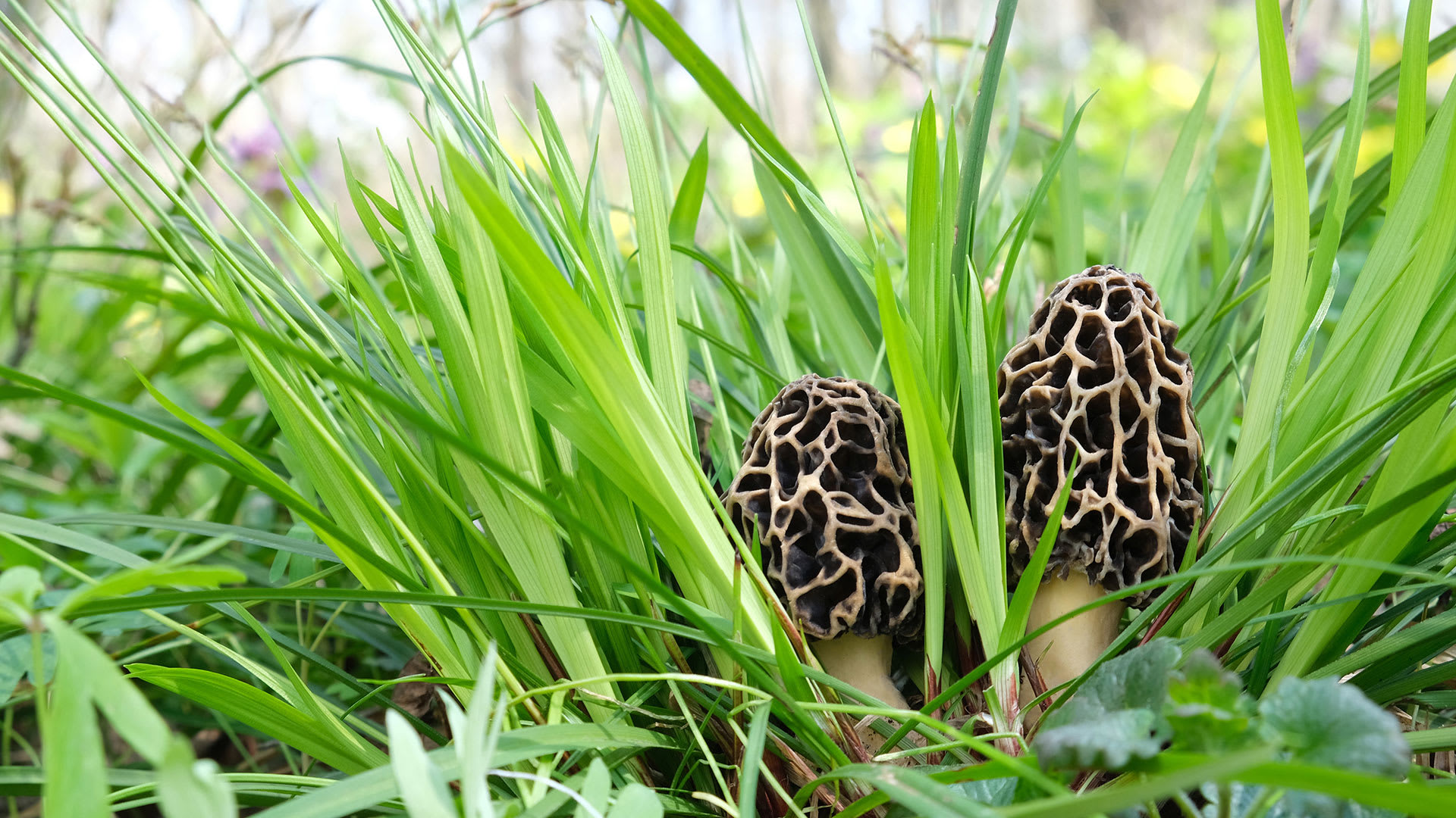 FORAGE: Can Mushrooms Teach You to Be Mindful?