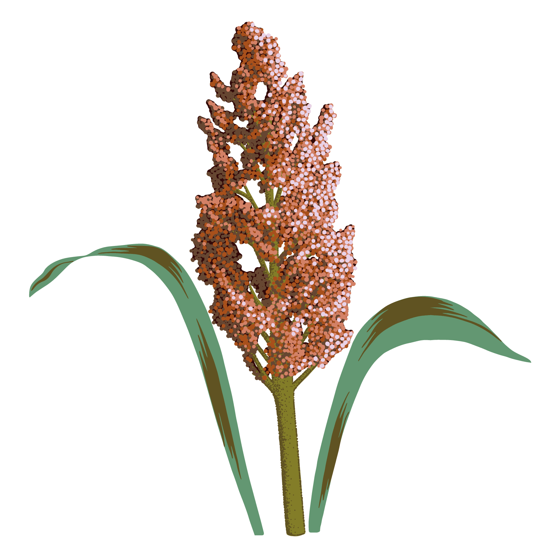 Sorghum