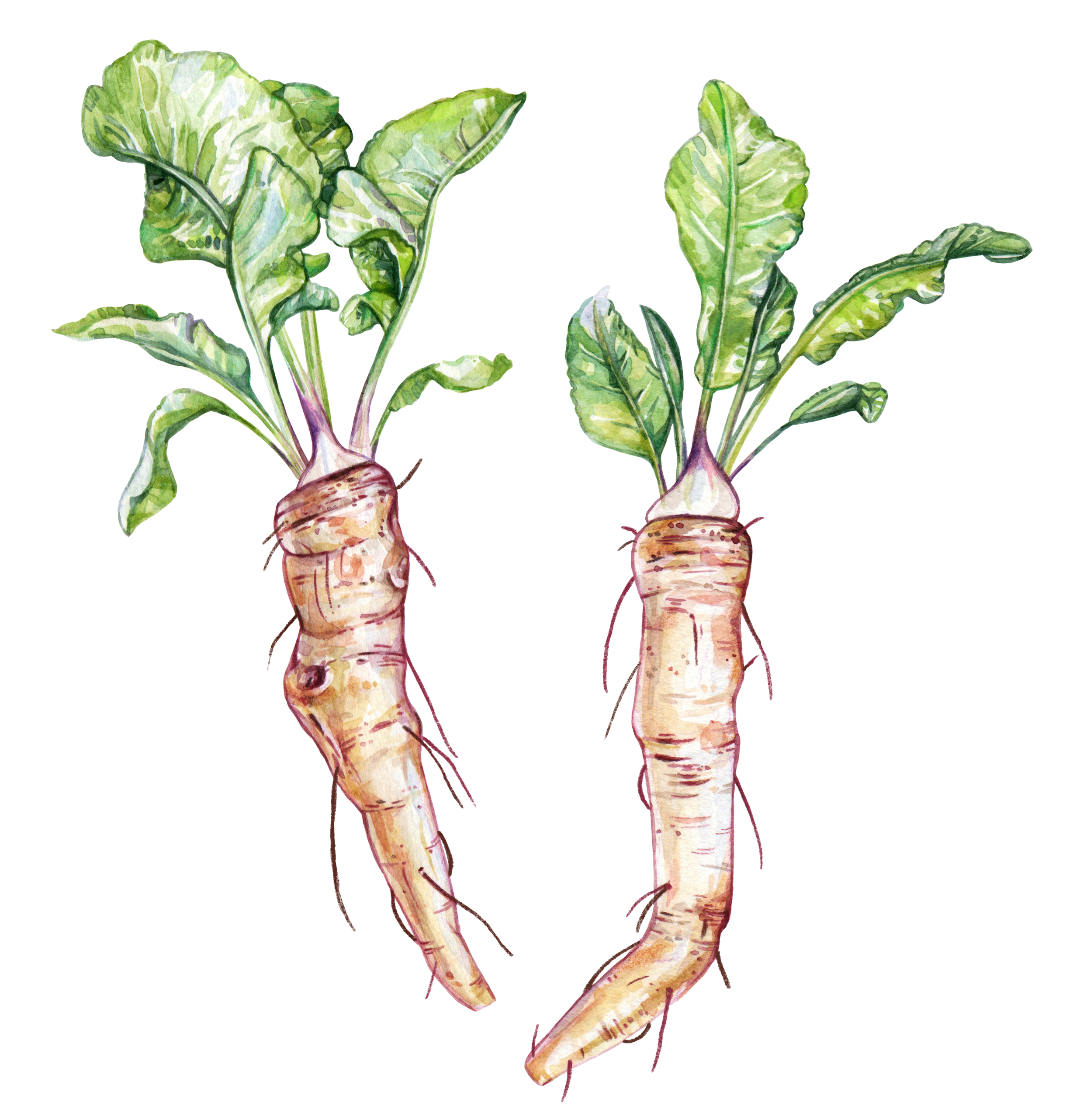 horseradish