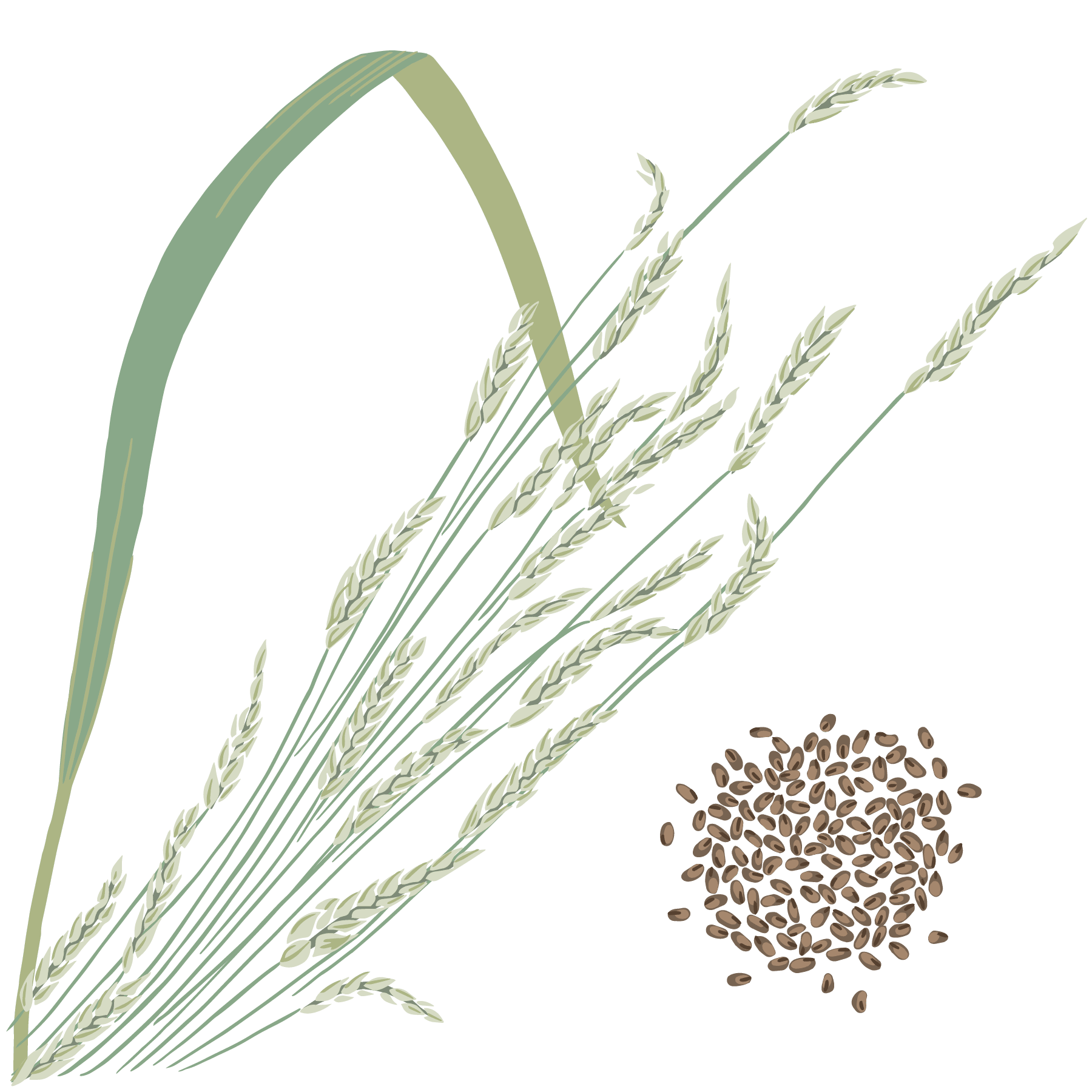 teff