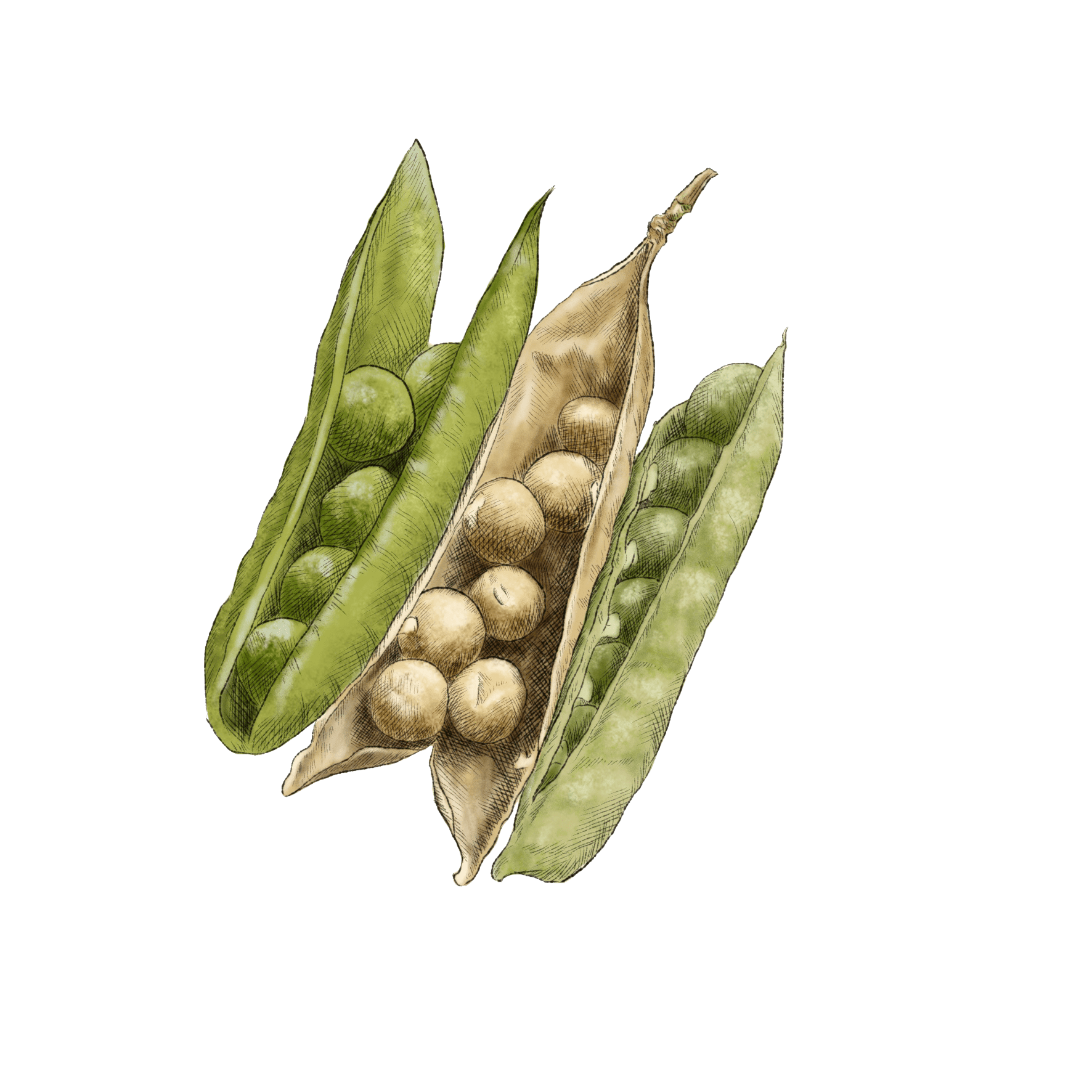 Soybean