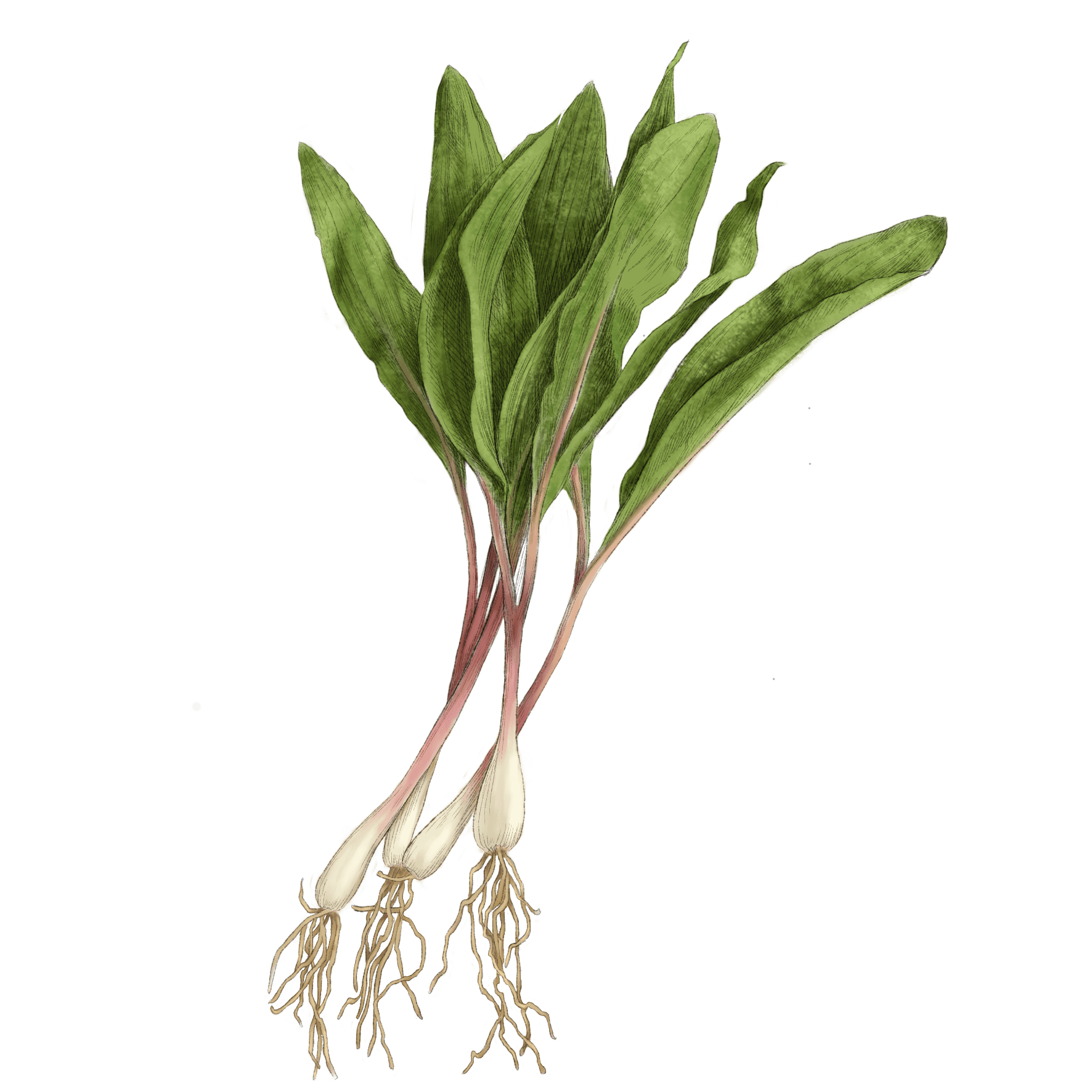 ramp