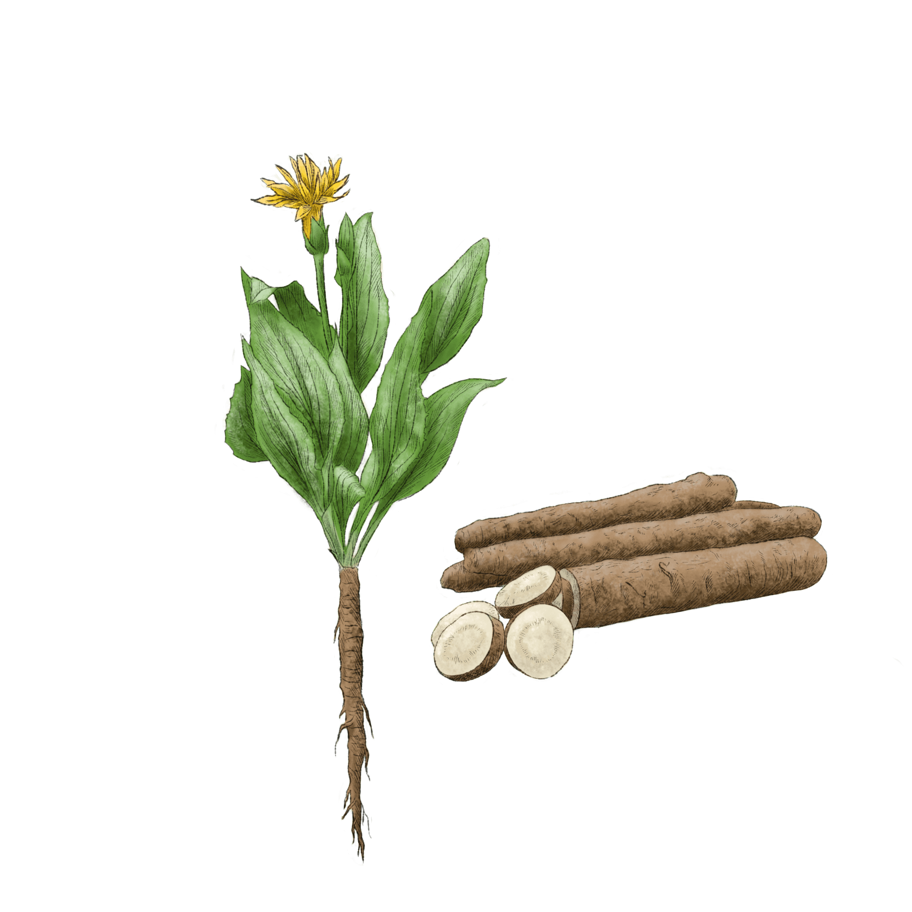 Scorzonera