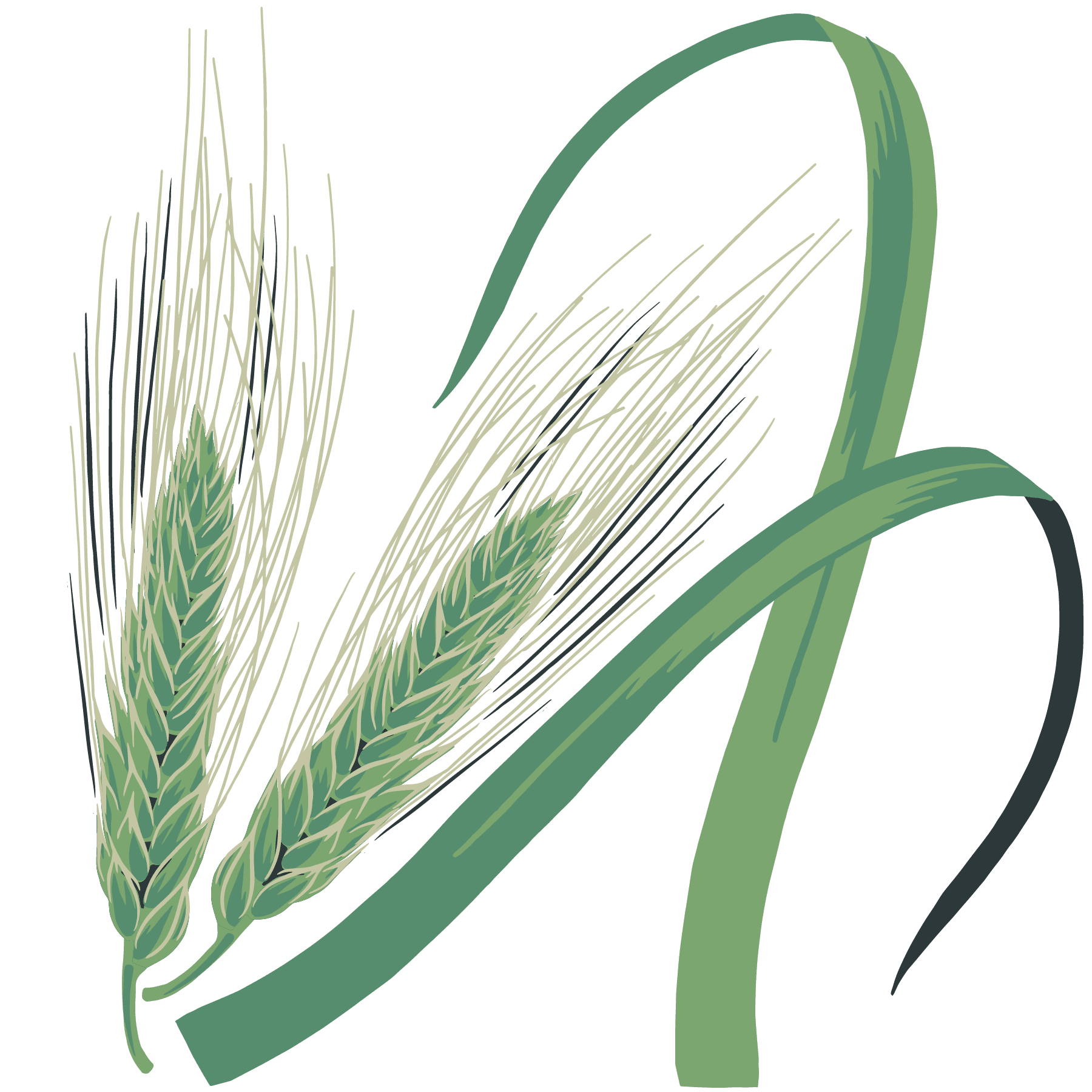 Freekeh