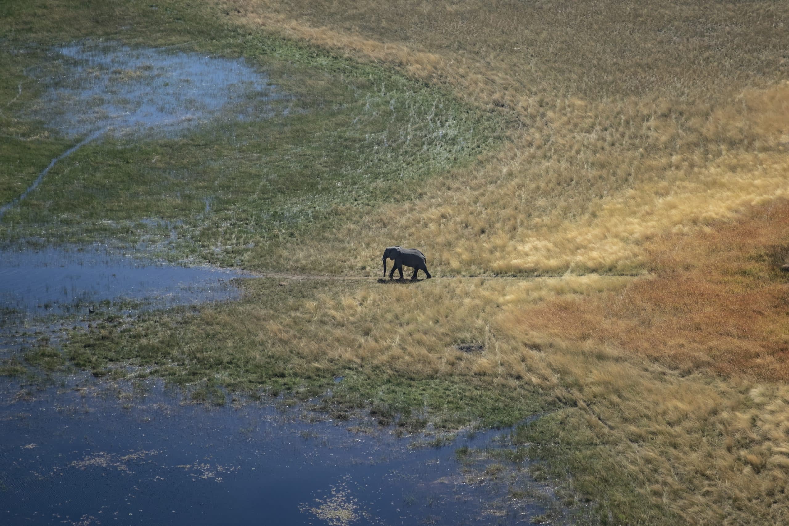 Elephants Mourn and Feel as Deeply as Us