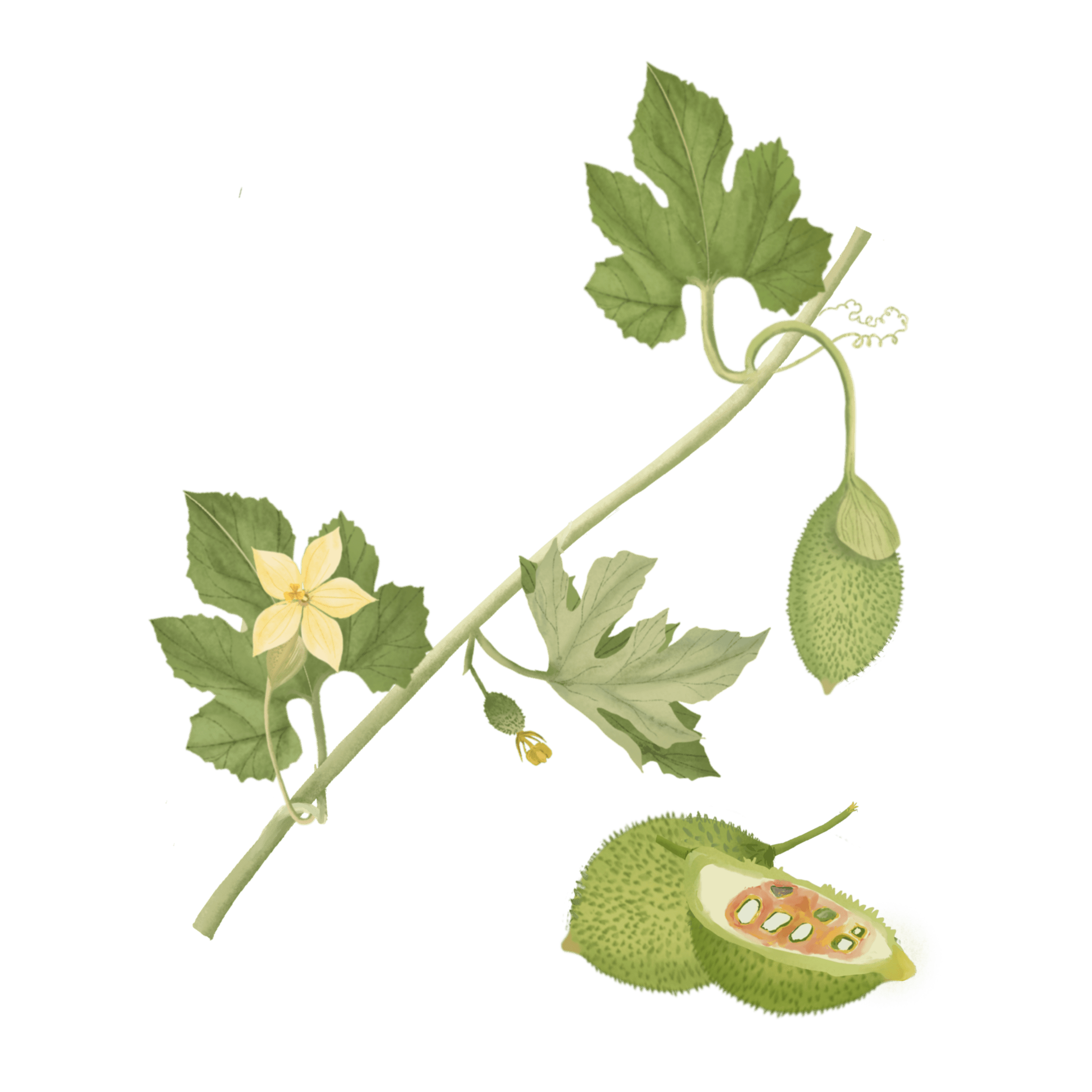Spiny Gourd