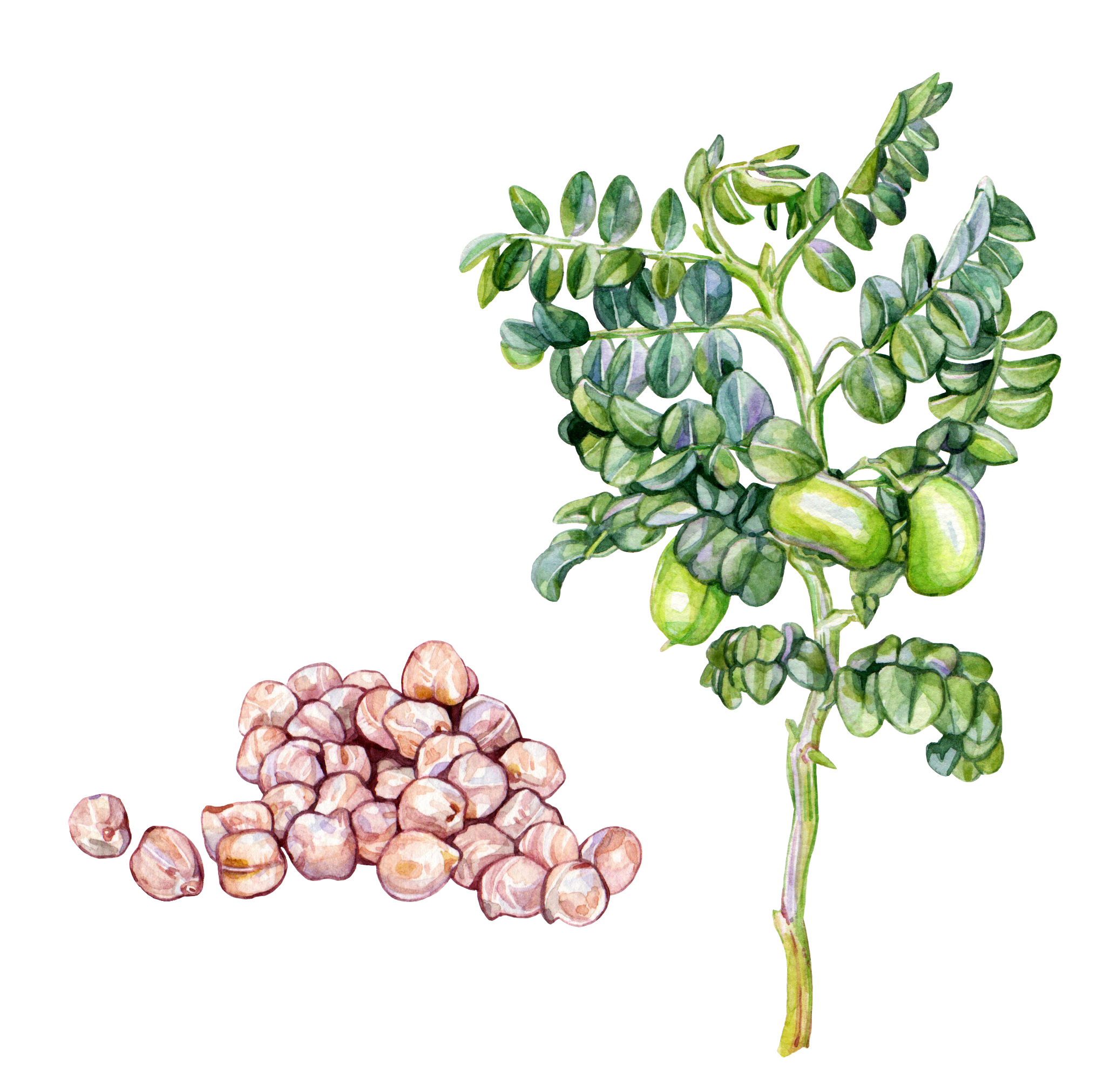 Chickpea