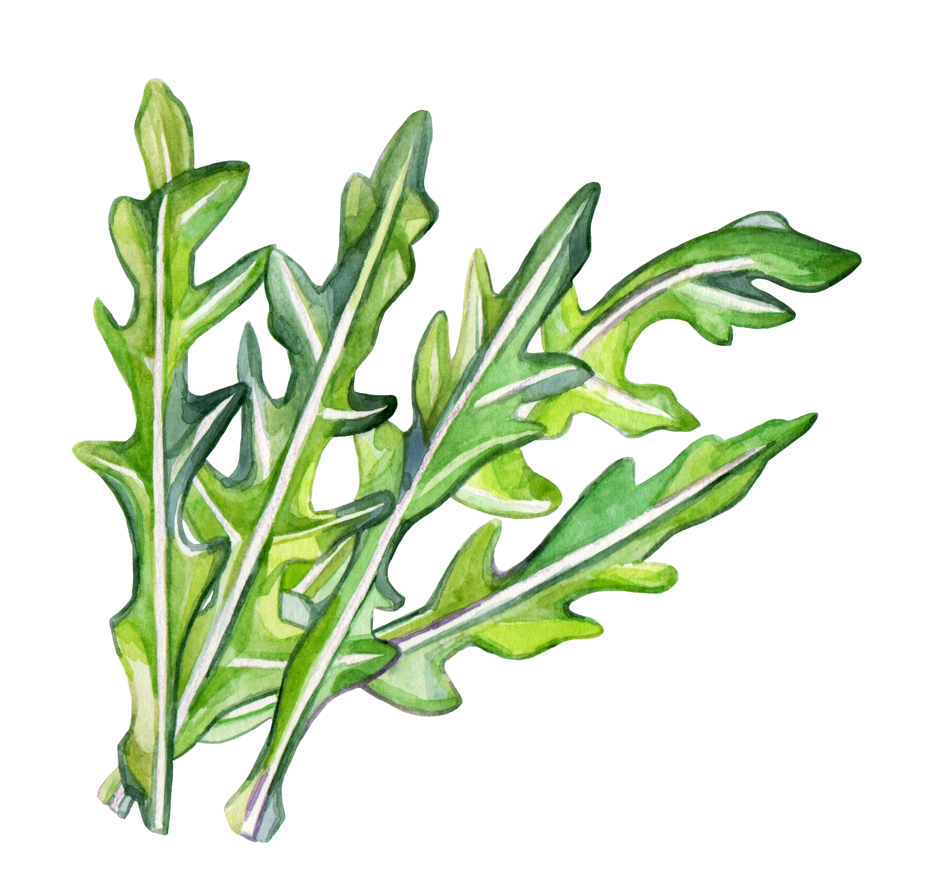 Arugula