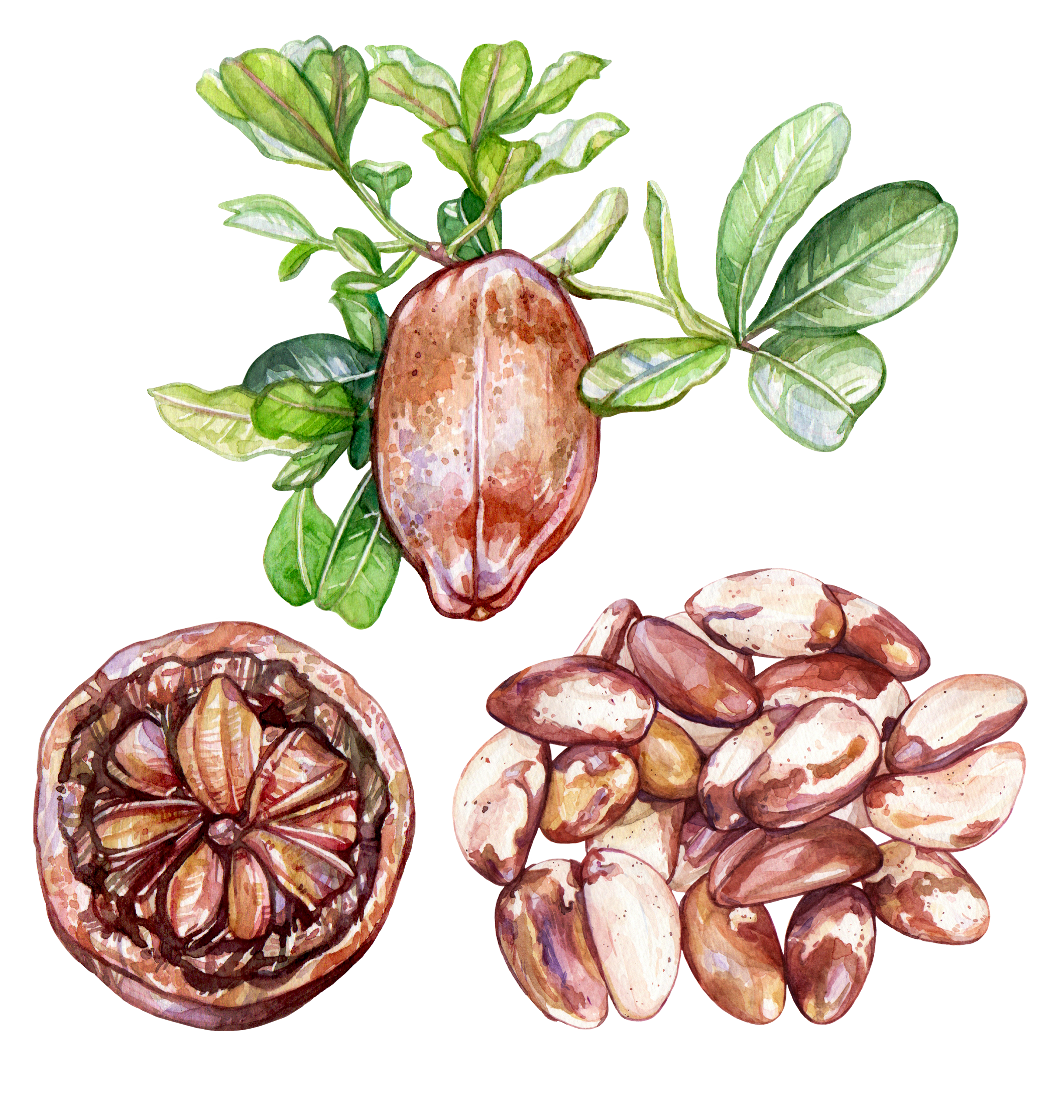 Brazil Nut