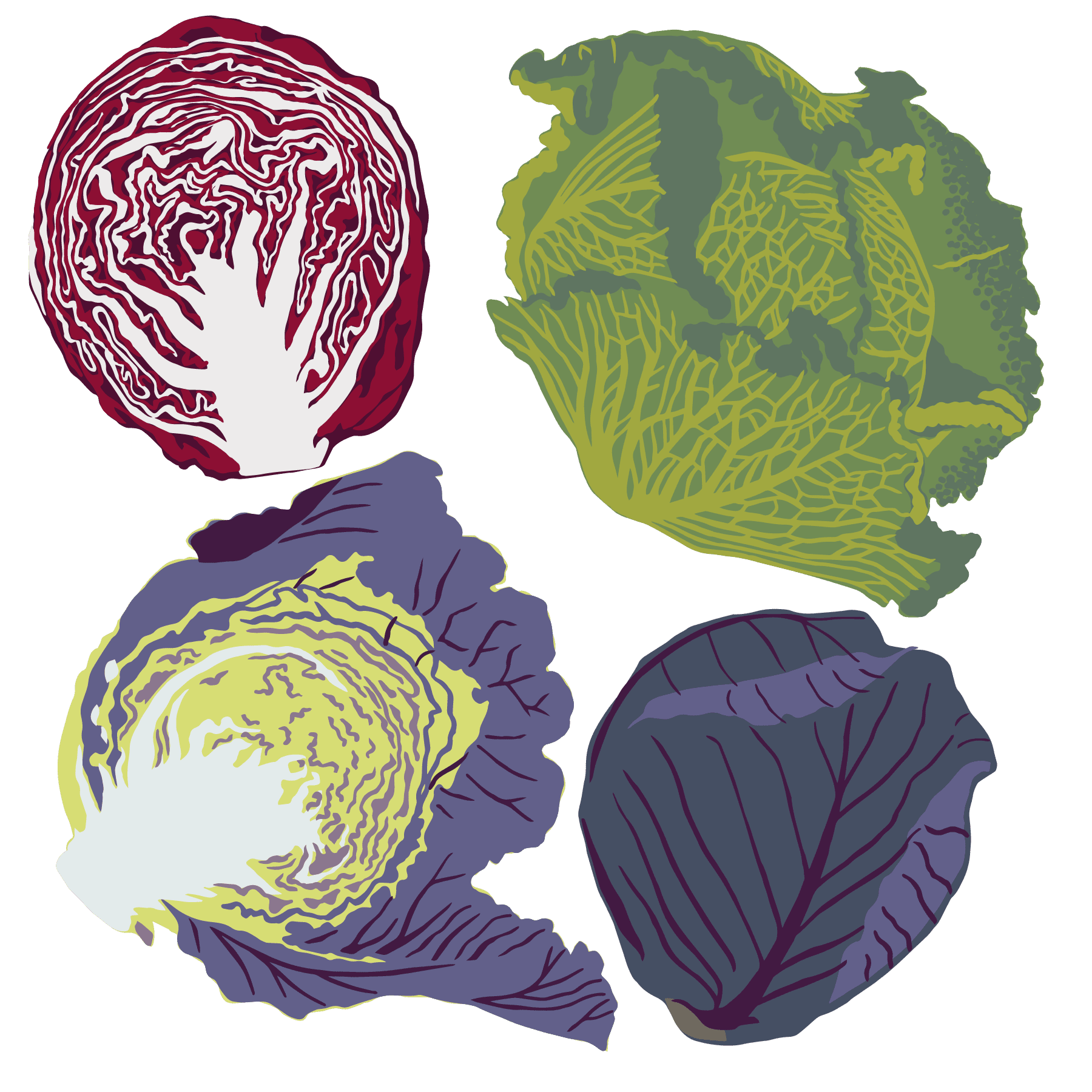 Cabbage