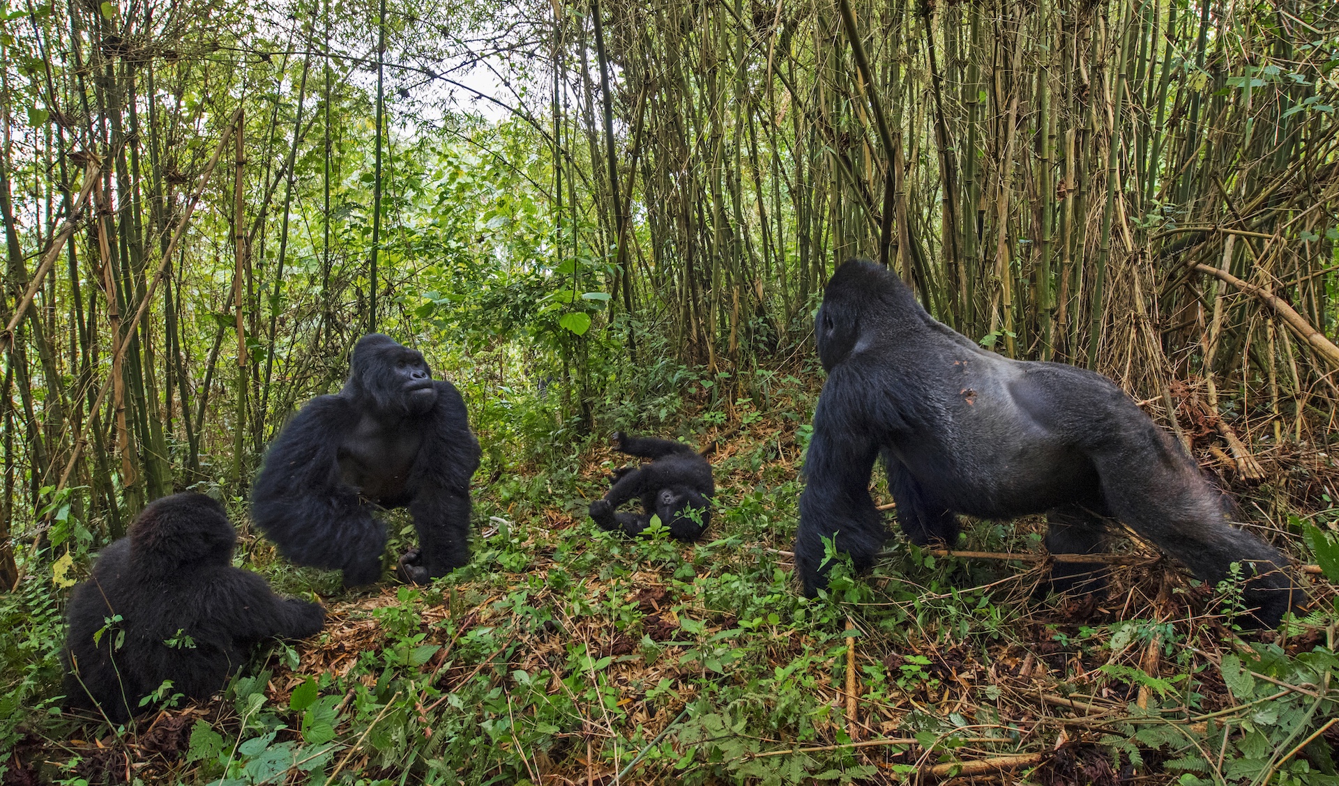 Silverback gorilla height - monosilope