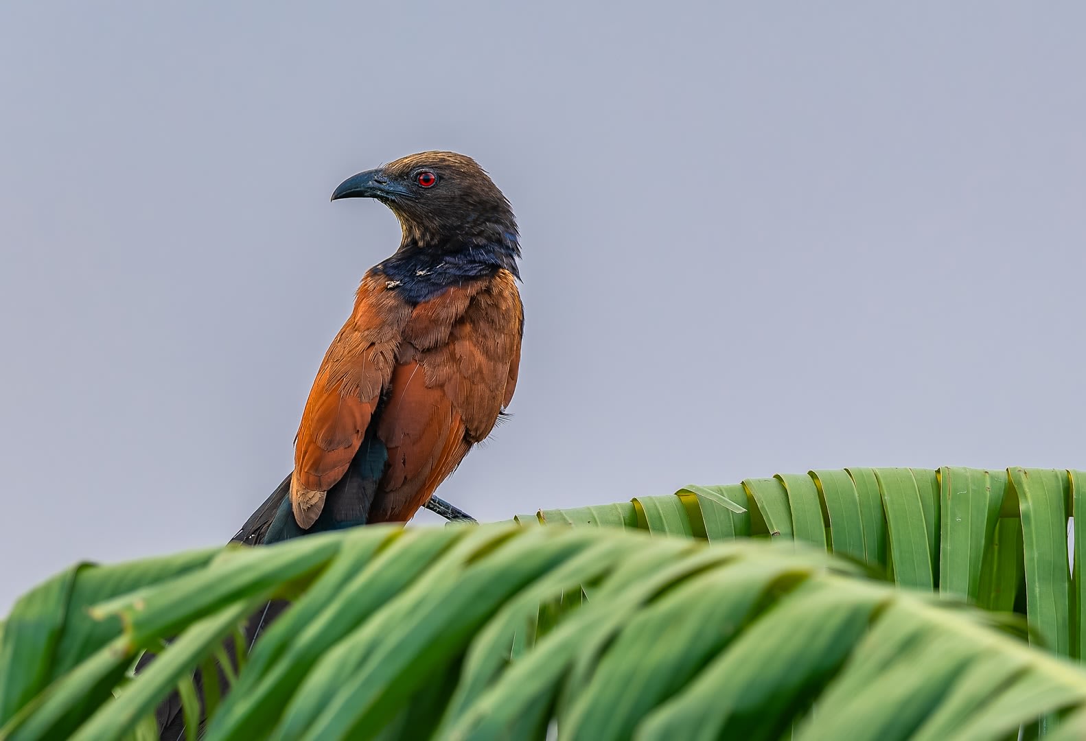 The Crow Pheasant: Neither Crow nor Pheasant