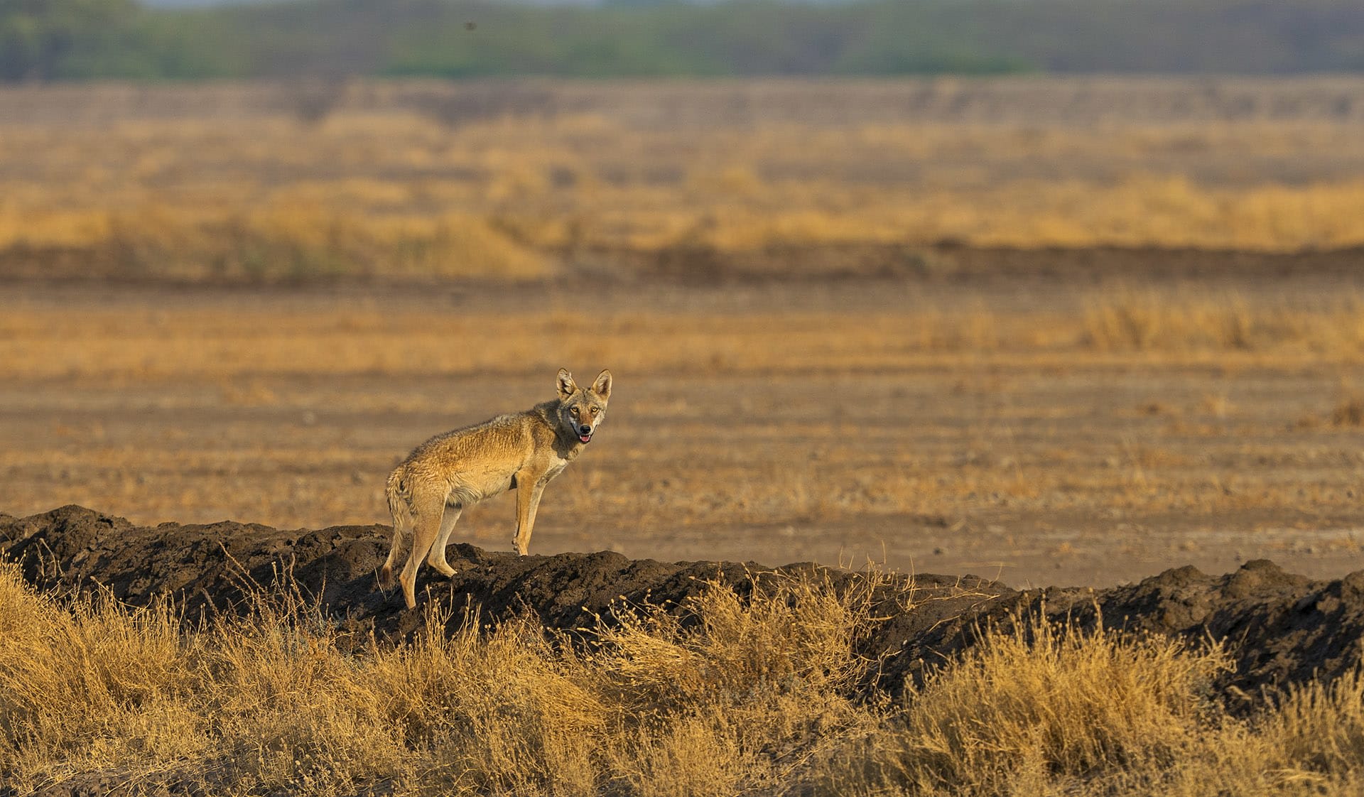 The Wolves of Velavadar and a Pack of Memories