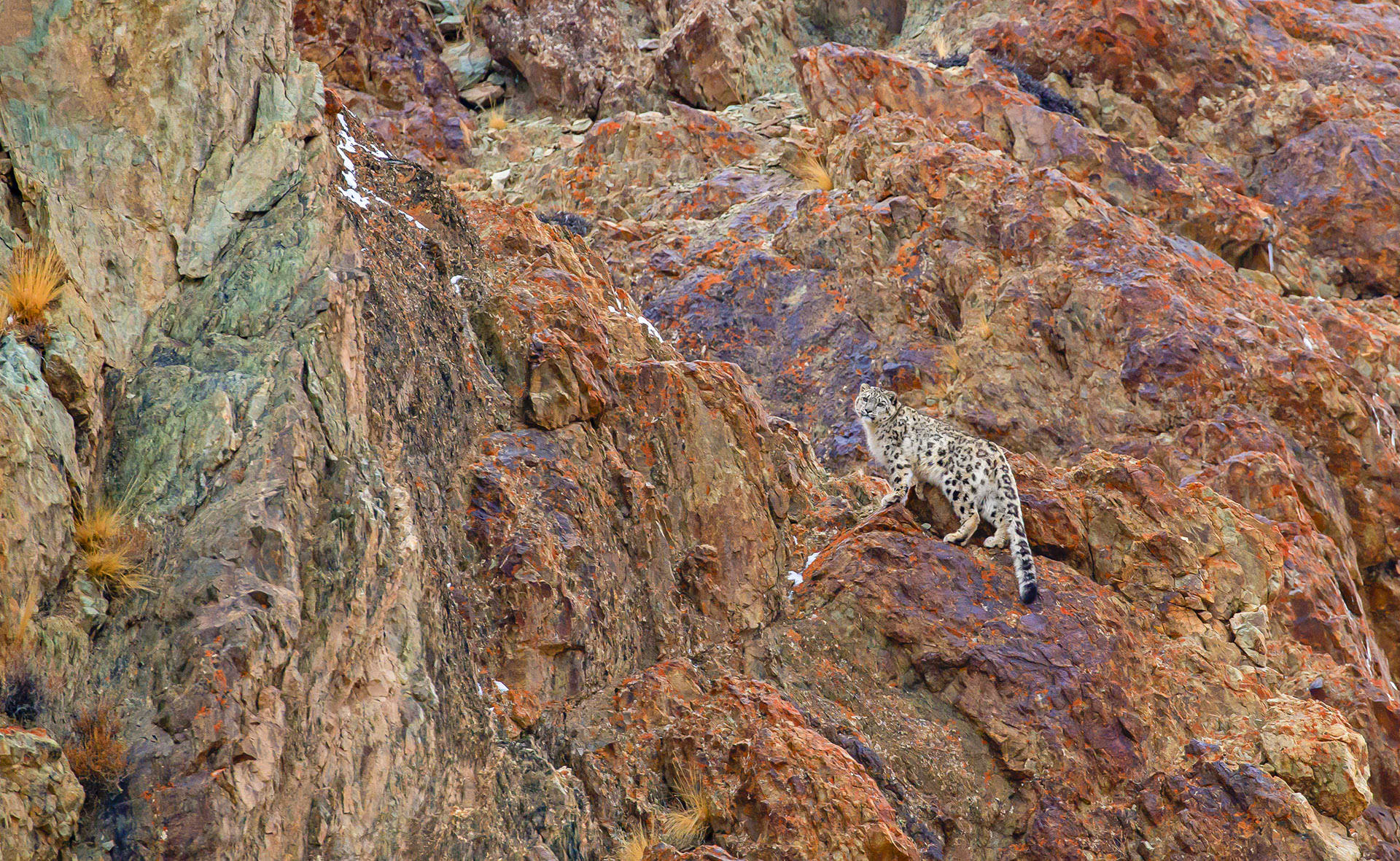 Snow Leopard: The Ghost Cat and the Art of Waiting