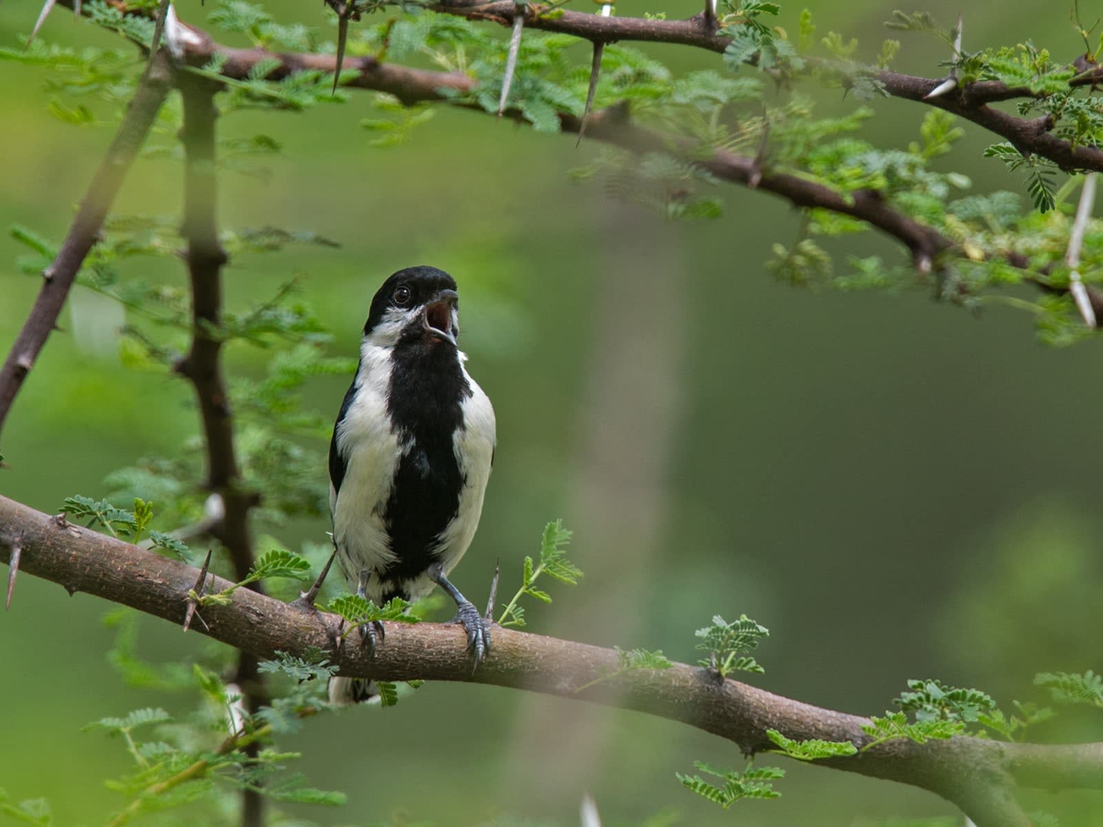 White-naped Tit: Whistler in the Bush