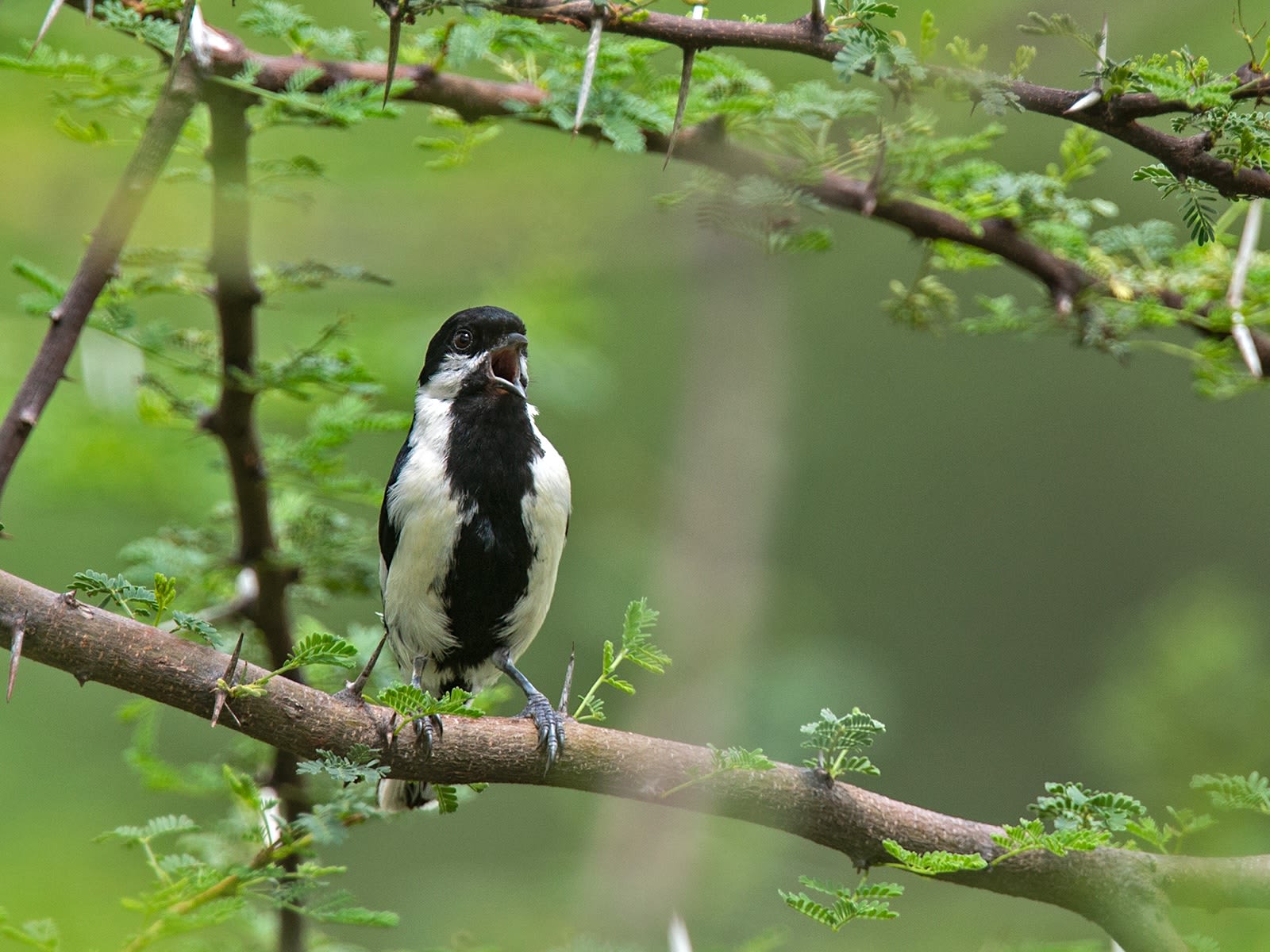 White-naped Tit: Whistler in the Bush