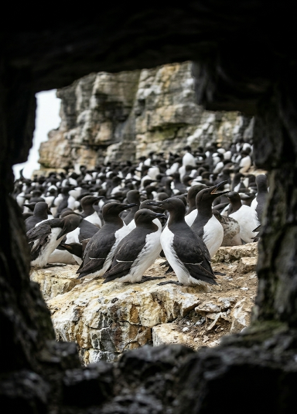 Guillemots