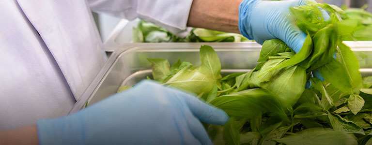 Fresh produce being checked