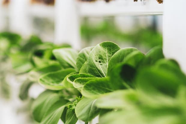 Picture of green leaved plants growing