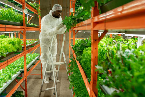 L'essor de l'agriculture verticale