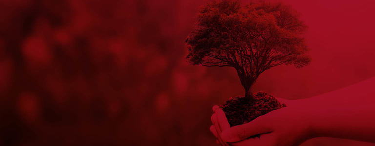 a person holding a tree in soil to symbolise environmental sustainability
