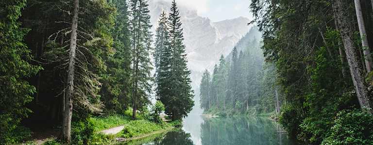 forêt de pins autour d'un lac