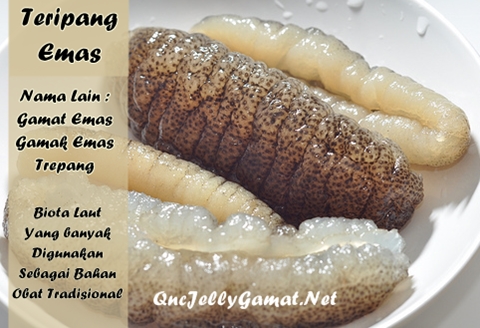 Teripang Emas