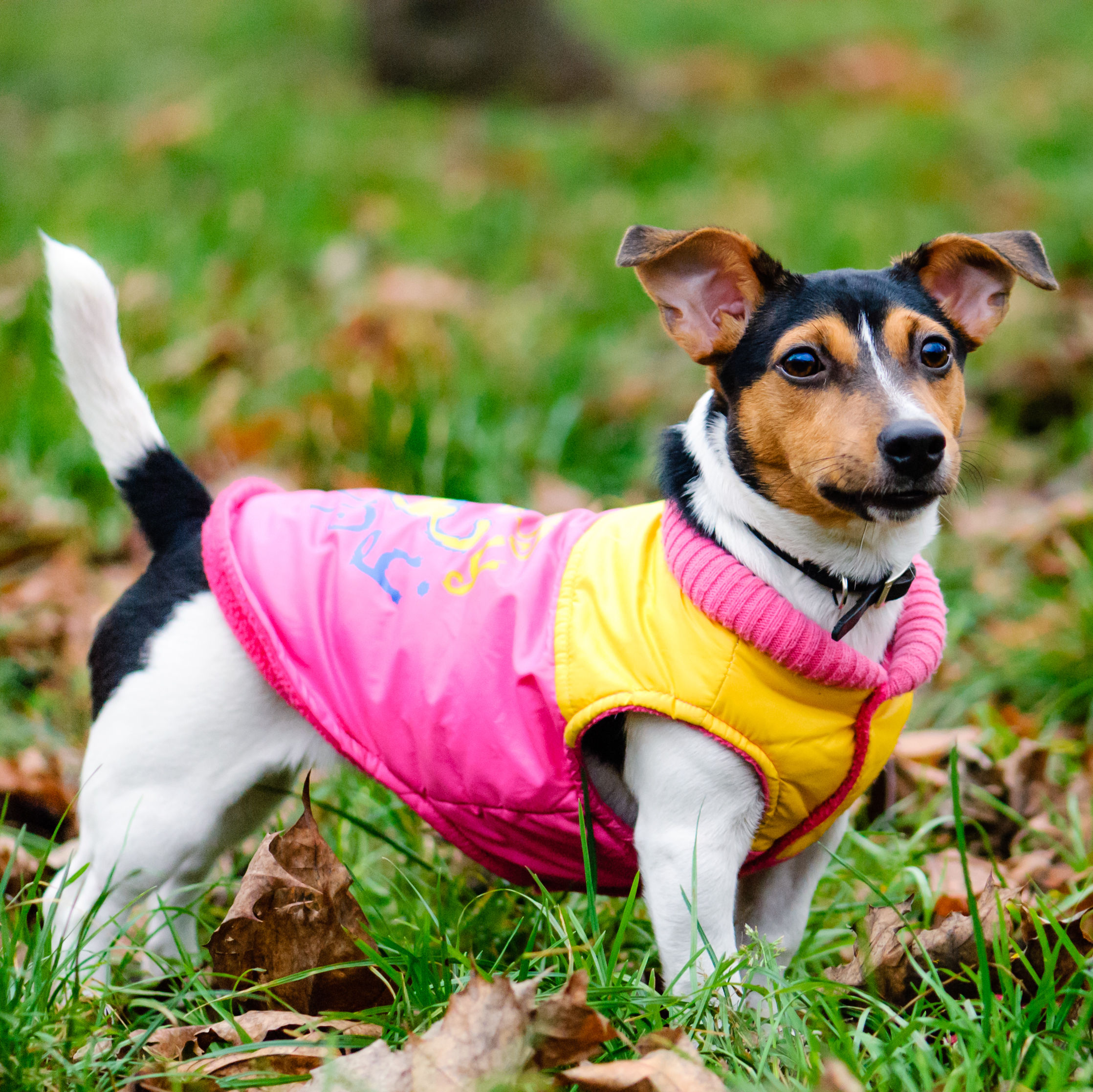 Doggy dress