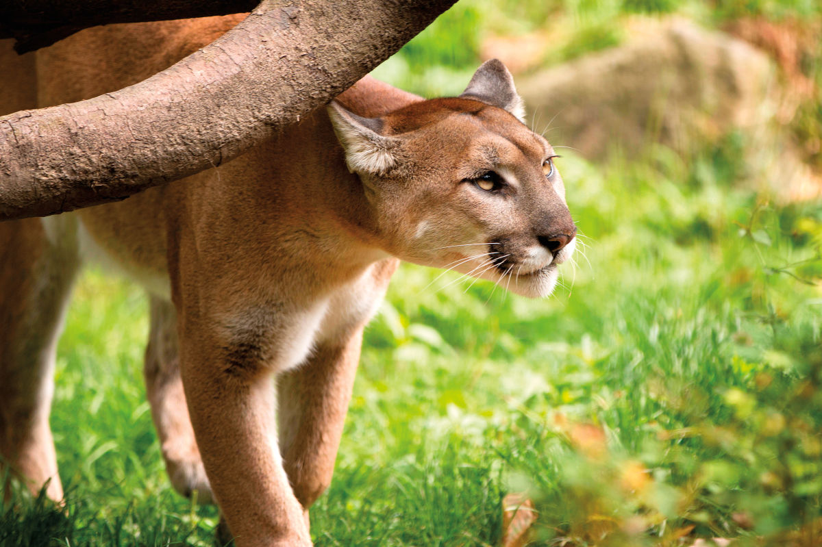 Screaming cougar