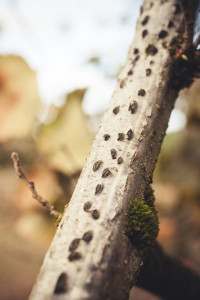 Eastern filbert blight on hazelnut tree