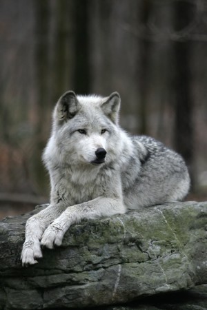 Male Gray Wolf