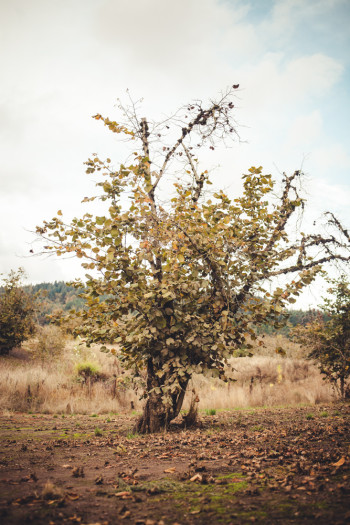 Blighted tree at Springbrook Farm