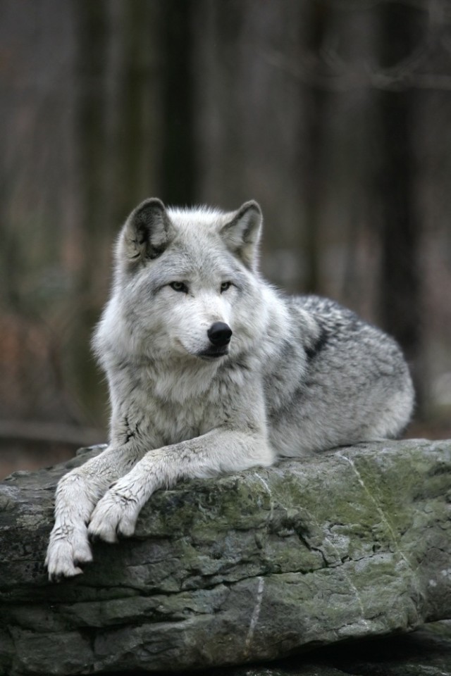 white and grey wolf