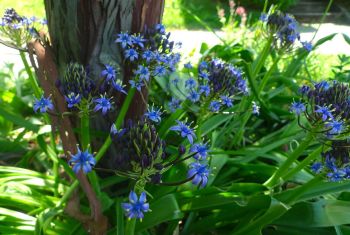drought tolerant scilla peruviana clump