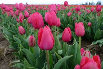 wooden shoe tulip fest, tulips