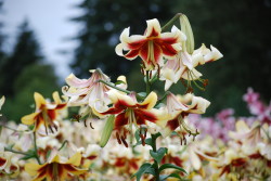 miss libby lily, orienpet lily, the lily garden