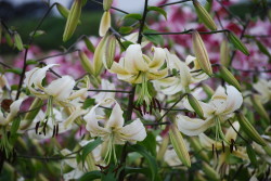 silver scheherezade, orienpet lily, the lily garden