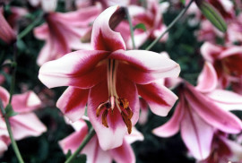 silk road, orienpet lily, the lily garden