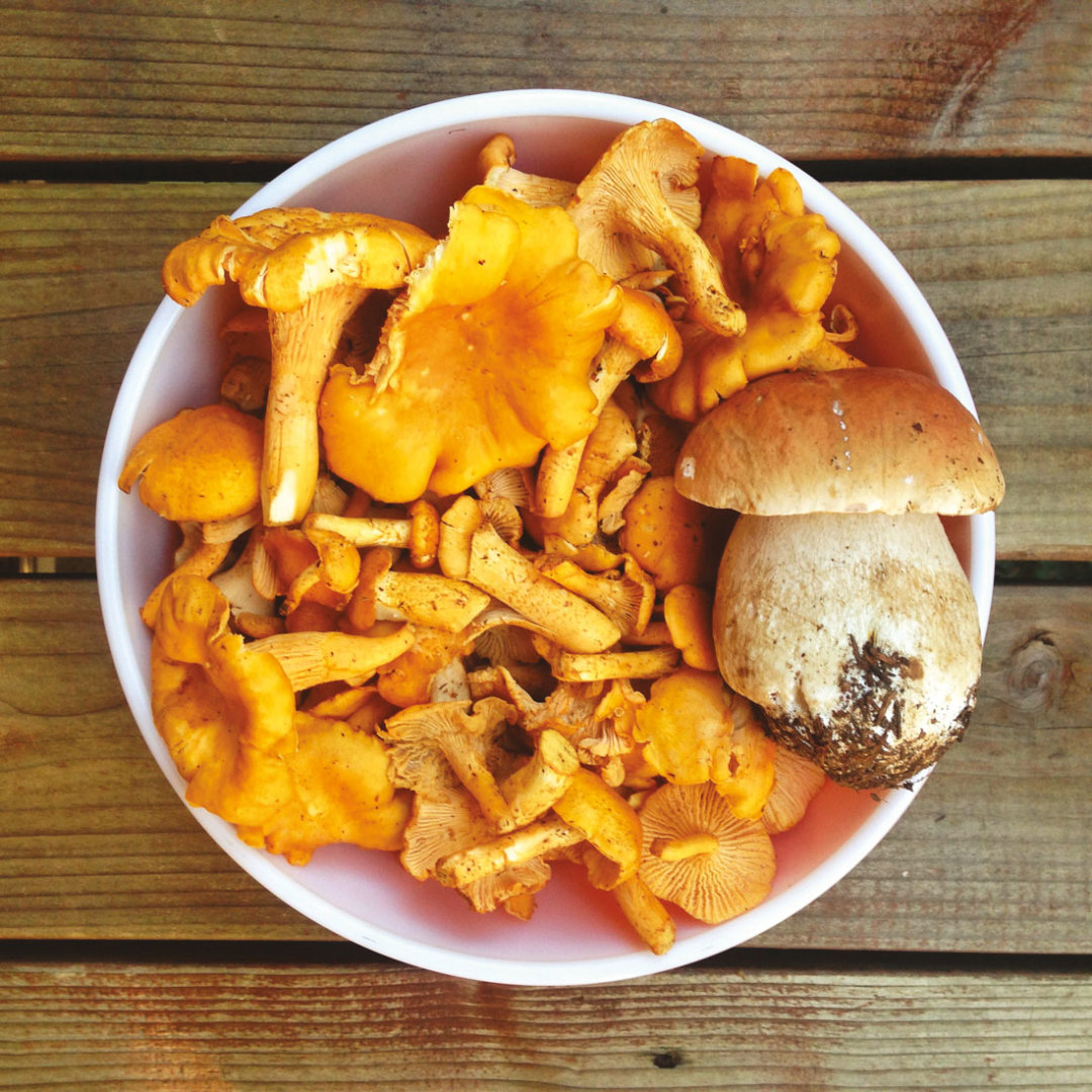 0116 jbailie mushrooms n8lhga