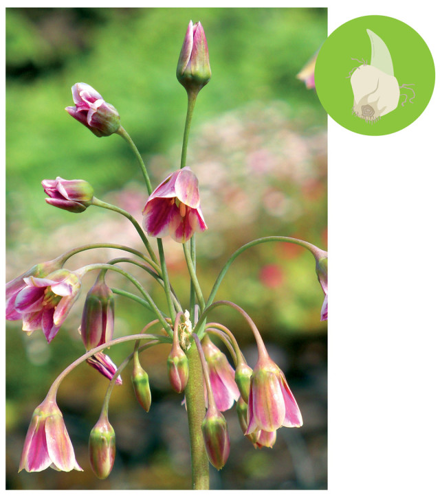 1015 allium rukxxh