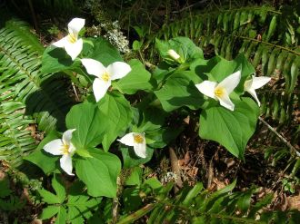 trillium ovatum, native plant sale