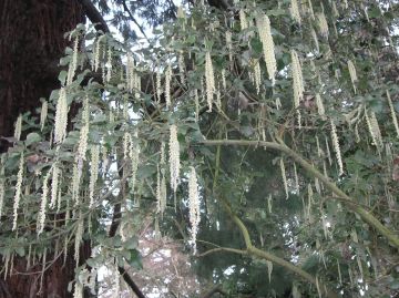 coastal silktassel, garrya elliptica, bishops close, portland, winter flowering shrubs