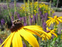 rudbeckiabee